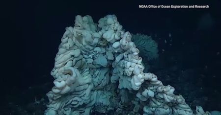 Niezwykłe stworzenie wielkości auta znalezione na oceanicznych głębinach