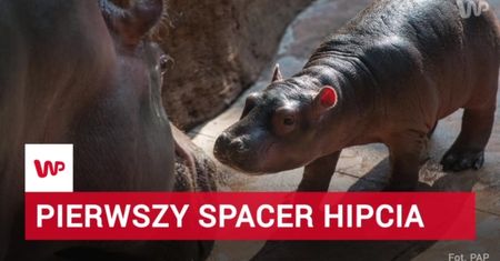 Wrocławskie ZOO wzbogaciło się o nowego i bardzo uroczego mieszkańca