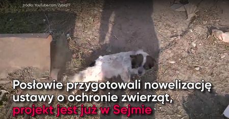 PiS chce lepszej ochrony zwierząt. Projekt ustawy już w Sejmie