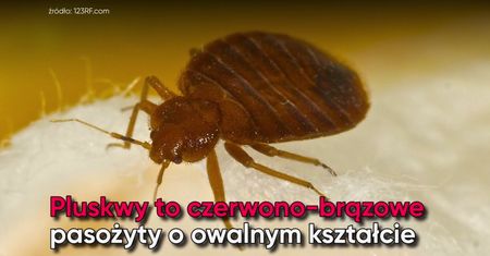Pluskwy w domu. Jak się ich pozbyć?