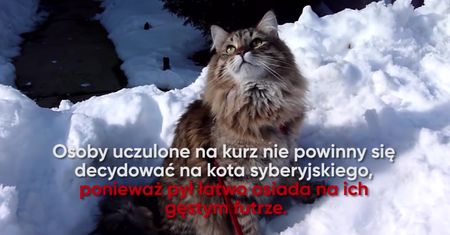 Rasy kotów, które mogą mieć alergicy