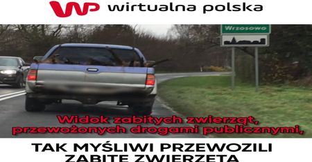 Tak myśliwi przewozili zabite zwierzęta