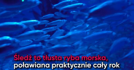 Śledź – ulubiona ryba Polaków. Co warto o nim wiedzieć?