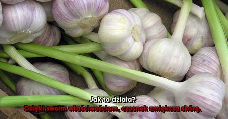 Czosnek na odciski