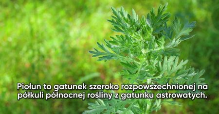 Piołun i jego właściwości