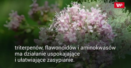 Nie możesz spać? Spróbuj tych ziół
