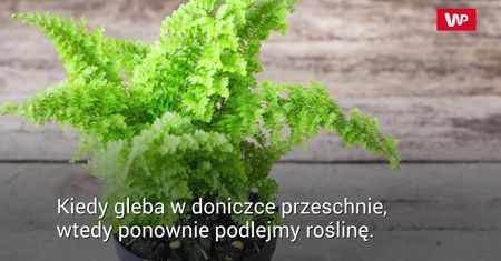 Jak pielęgnować paprocie?