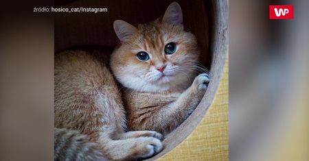 Ten kot wygląda jak Garfield! Słodki futrzak robi furorę w sieci