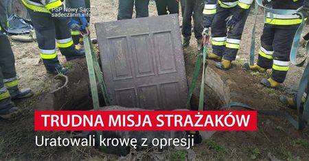 Trudna misja strażaków. Uratowali krowę z opresji