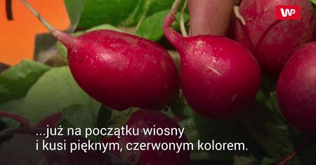 Kto nie powinien jeść rzodkiewek?