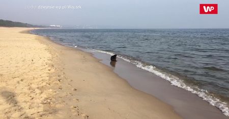Niecodzienne spotkanie nad Zatoką Gdańską