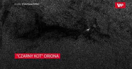 "Czarny kot" Oriona