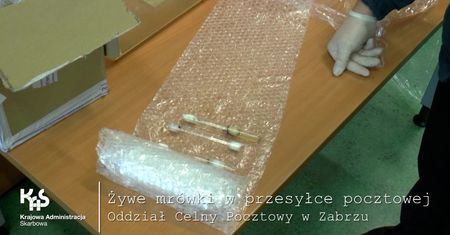 Żywe mrówki w przesyłce pocztowej