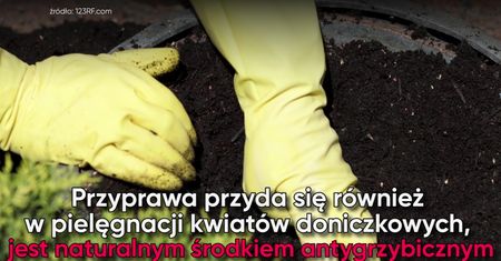 Zobacz, co się stanie, gdy posypiesz cynamonem ziemię w doniczce