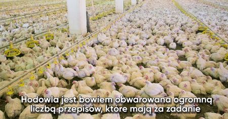 Hormony, GMO, sterydy – czy mięso drobiowe zawiera któryś z tych składników?