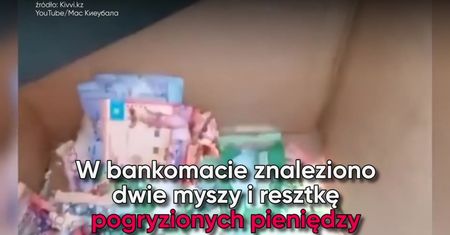 Myszy w bankomacie. Schowały się przed mrozem, zjadły pieniądze