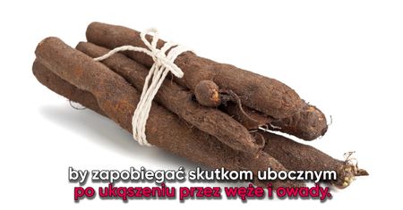 Cenne właściwości Skorzonery