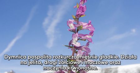 Leczy niewydolność wątroby, kamicę, kolkę żółciową. Wypróbuj dymnicę pospolitą