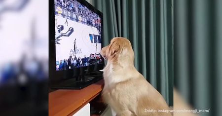 #dziejesiewsporcie: Golden retriever, który uwielbia koszykówkę