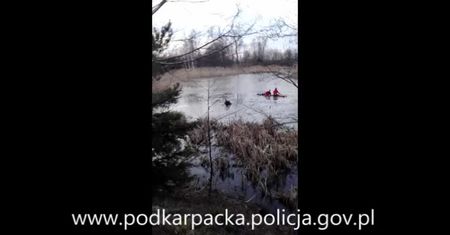 Łoś tonął w rzece. Strażacy uratowali przerażone zwierzę