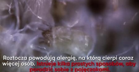 ROZTOCZA – JAK SOBIE Z NIMI PORADZIĆ?