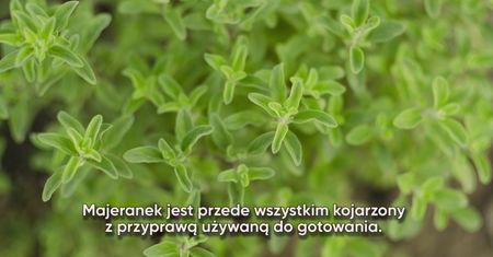 Dlaczego warto pić napar z majeranku?