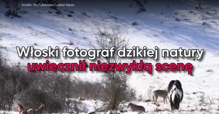Stado wilków otoczyło konia. Niecodzienne nagranie miłośników dzikiej natury