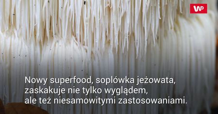 Soplówka jeżowata na raka i Alzheimera