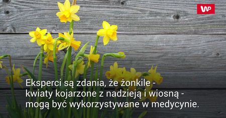 Żonkile mogą zawierać substancje antyrakowe