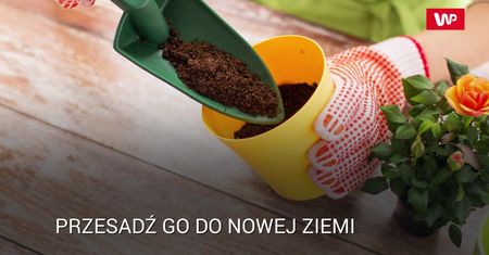 Co robić, gdy w doniczce pojawiła się pleśń?