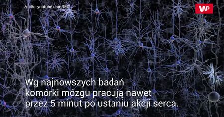 Jak pracuje mózg w ostatnich chwilach życia?