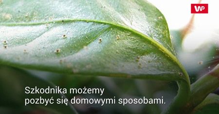 Domowe sposoby na walkę z przędziorkiem