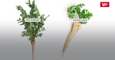 Pasternak - właściwości