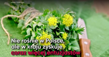 Różeniec górski - poprawi nastrój i doda energii. Polecany przez Annę Lewandowską