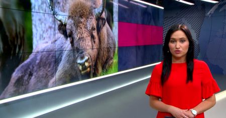Sukces polskich naukowców. Żubry będą się rodzić dzięki in vitro