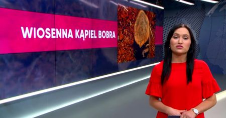 Bóbr z Biłgoraja nową gwiazdą internetu