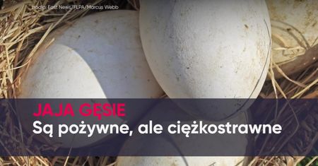Kurze, strusie i przepiórcze. Które jajko do czego?