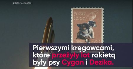 Zwierzęta w kosmosie