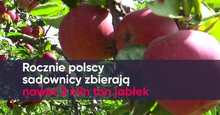 Sadownicy przerażeni stratami. Owoce mogą być rekordowo drogie