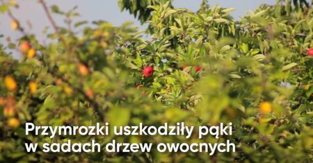 Drożyzna w sklepach. Za które owoce zapłacimy więcej?