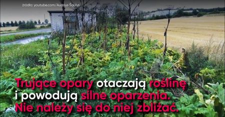 Zabójcy z twojego ogrodu