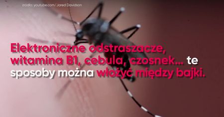 Te wredne komary...