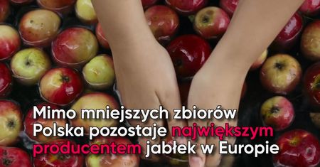 Ceny jabłek nawet dwa razy wyższe. Wszystko przez przymrozki