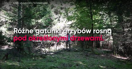 Grzyby: jak ich szukać, żeby znaleźć?