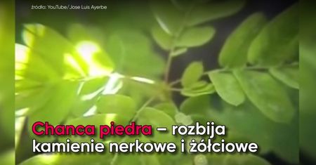Te zioła wspomogą pracę wątroby i pęcherzyka żółciowego