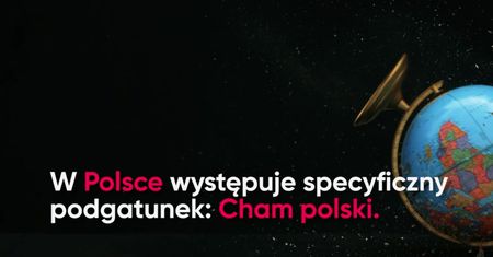 Cham polski