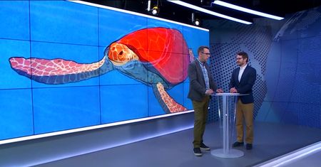 Na co iść do kina? "Gleason", "Czerwony żółw"