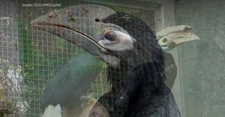 Niezwykłe narodziny we wrocławskim ZOO. Najrzadszy ptak na świecie