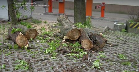 Koniec lex Szyszko. Nie będzie już masowej wycinki drzew