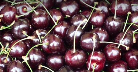 Czereśnia czereśni nierówna. Oto popularne odmiany